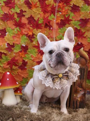 20241127ブーくん